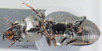 Media type: image;   Entomology 676 Aspect: habitus ventral view